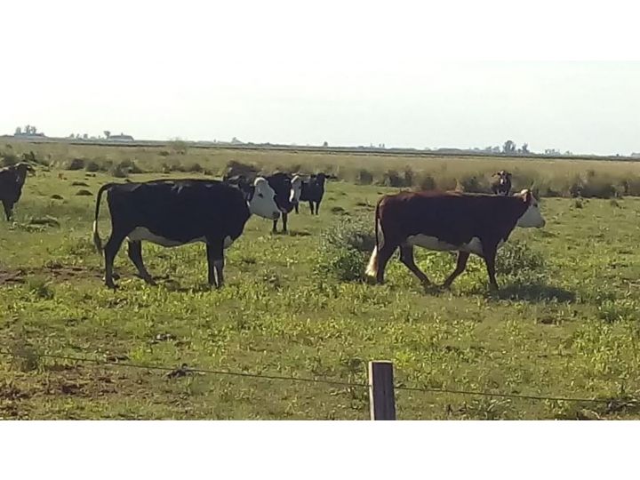 Estancia Santo Tomás - Cañada Rosquín, Santa Fe