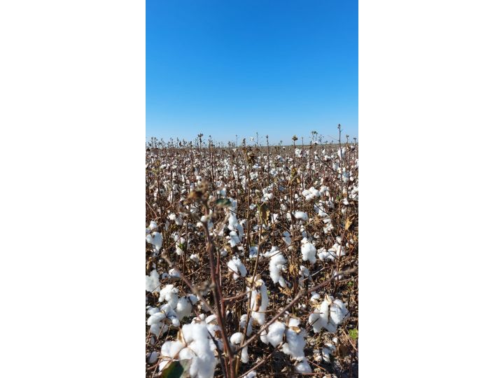 Campo 3750 has, agrícolas, venta Gato Colorado. Sta Fe