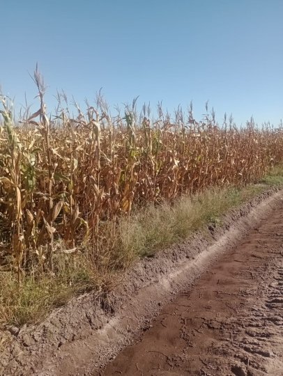 Venta de campo 740 HAS en Laboulaye, Córdoba.