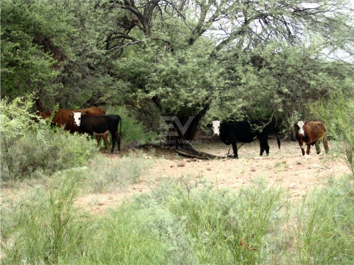VENTA. CAMPO 2200 HTAS EN LUCIO V MANSILLA. IDEAL ENGORDE